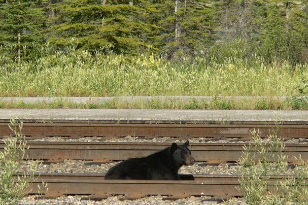 A Black Bear looks for a cheap meal dropped on the tracks by a leaky grain car