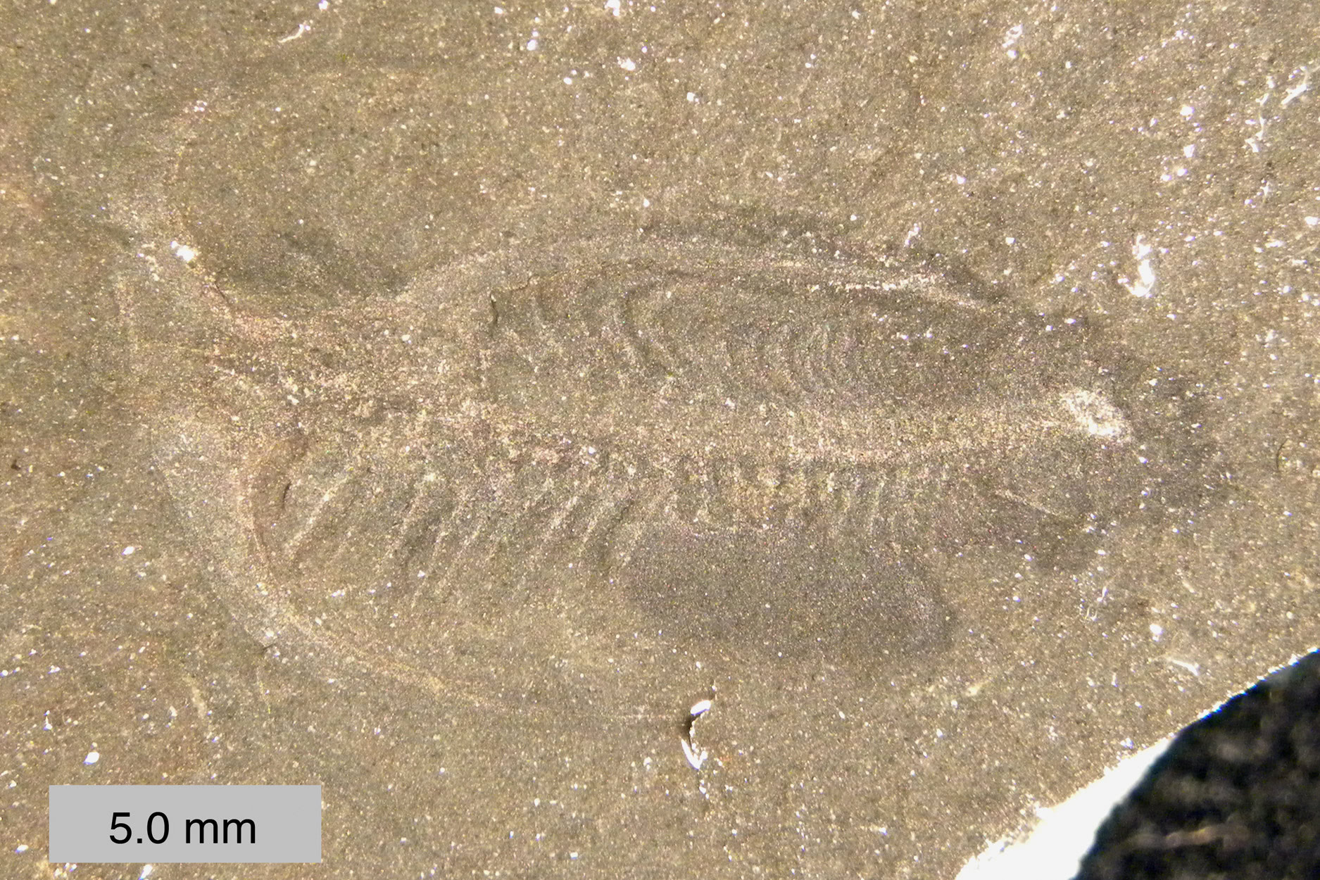 Burgess Shale Fossils in Yoho National Park