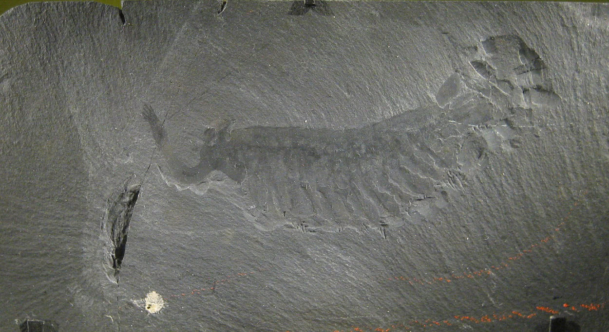 Burgess Shale Fossils in Yoho National Park